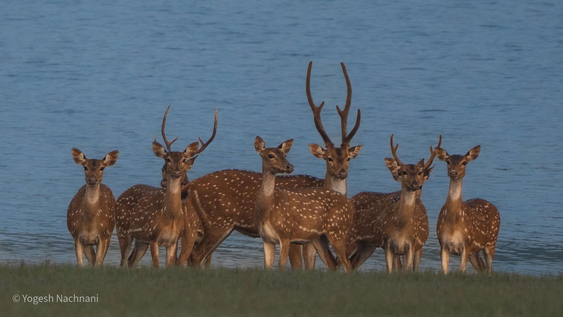A herd of spotted deer